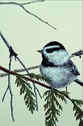 Mountain chickadee Poster