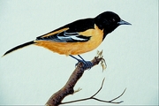 Northern oriole Poster