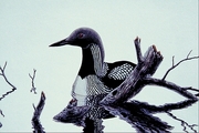 Pacific loon Poster