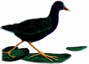 Purple gallinule Mousepad