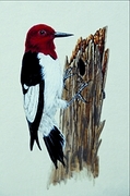 Red-headed woodpecker Magnet