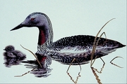 Red-throated loon Poster