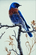 Western bluebird T-Shirt