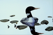 Yellow-billed loon Poster