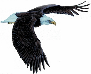 Bald eagle