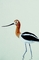 American avocet picture