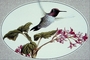 Anna's hummingbird picture