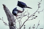 Belted kingfisher picture