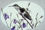 Black-chinned hummingbird picture