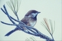 Boreal chickadee picture