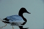 Canvasback duck picture