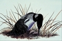 Common loon picture