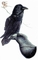 Common raven picture