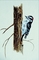 Downy woodpecker picture