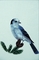 Gray jay picture