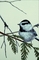 Mountain chickadee picture