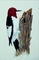 Red-headed woodpecker picture