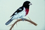 Rose-breasted grosbeak picture