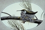 Rufous hummingbird picture