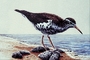 Sandpiper picture