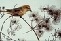 Yellow warbler picture