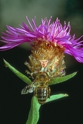 Crab Spider T-Shirt