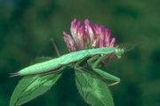 Praying Mantis Magnet