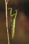 Praying Mantis Magnet