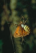 Spider T-Shirt