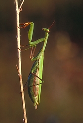 Praying Mantis