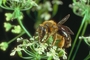 Bee picture