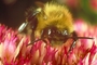 Bumble bee picture