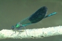 Dragonfly picture