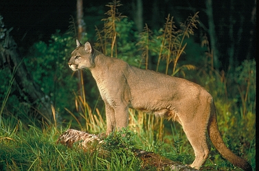 Cougar