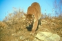 Cougar picture