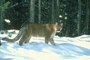 Cougar picture