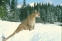 Cougar picture