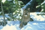 Cougar picture