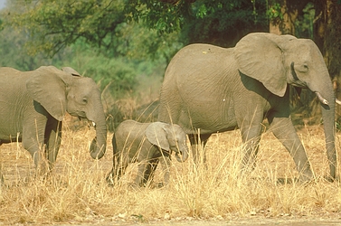 African Elephant