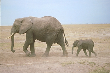 African Elephant