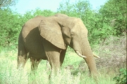 African Elephant Magnet