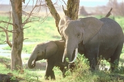 African Elephant Magnet