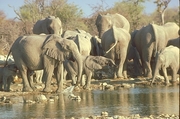 African Elephant Magnet