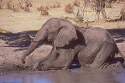 African Elephant Magnet