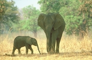 African Elephant Magnet