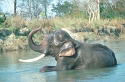 Indian Elephant Magnet