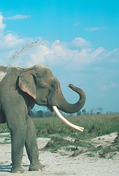 Indian Elephant