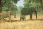 African Elephant picture