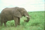 African Elephant picture