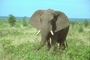 African Elephant picture